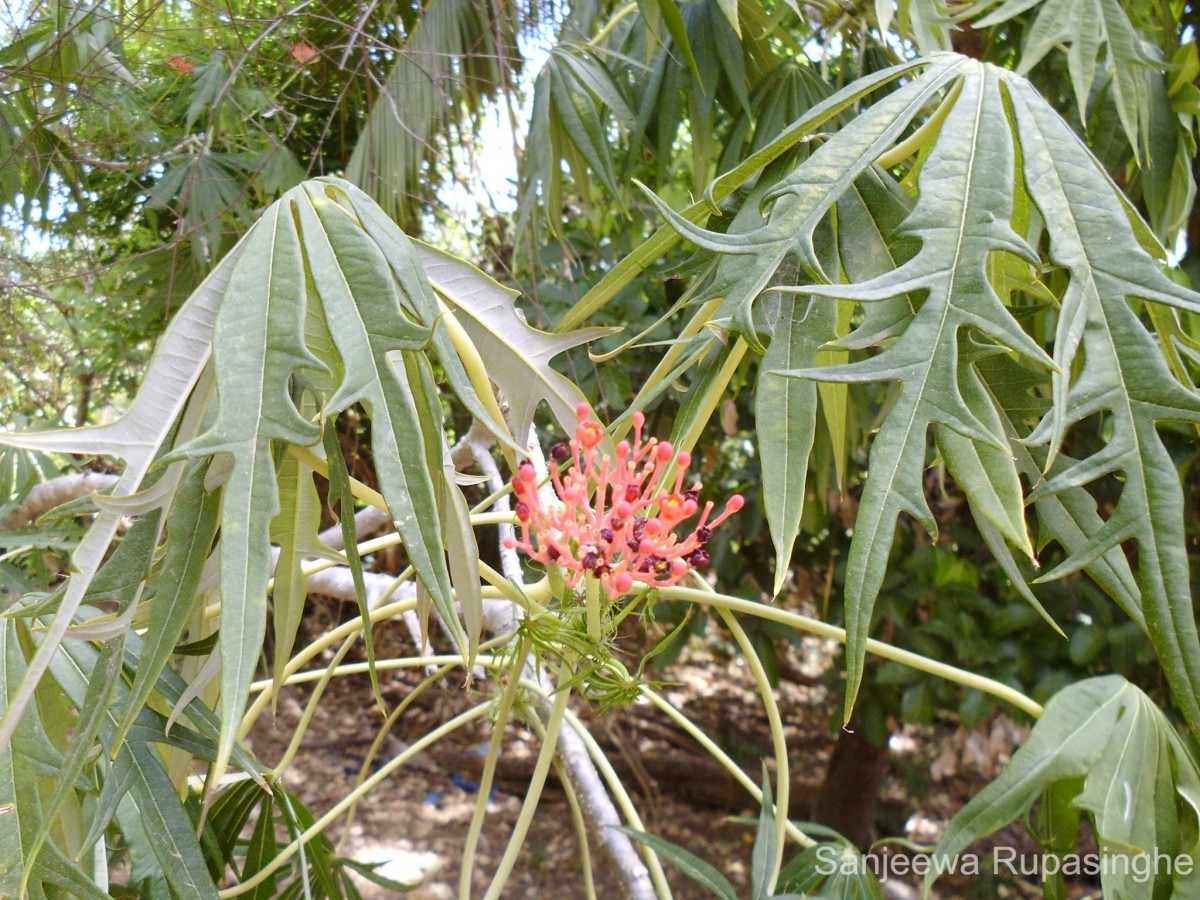 Jatropha multifida L.